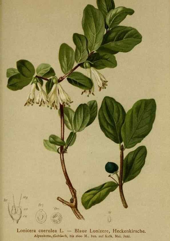 Reproducción/Reproduction 10055616424: Atlas der Alpenflora /. Wien :Eigenthum und Verlag des Deutschen und Oesterr. Alpenvereins,1882.