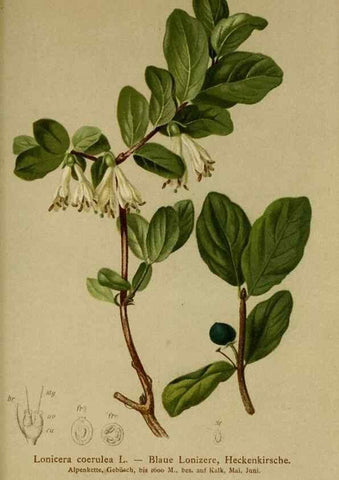 Reproducción/Reproduction 10055616424: Atlas der Alpenflora /. Wien :Eigenthum und Verlag des Deutschen und Oesterr. Alpenvereins,1882.