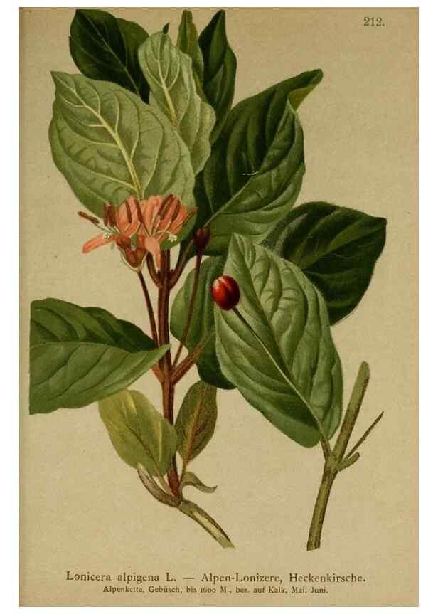 Reproducción/Reproduction 10055620614: Atlas der Alpenflora /. Wien :Eigenthum und Verlag des Deutschen und Oesterr. Alpenvereins,1882.