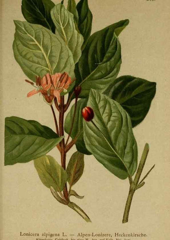 Reproducción/Reproduction 10055620614: Atlas der Alpenflora /. Wien :Eigenthum und Verlag des Deutschen und Oesterr. Alpenvereins,1882.