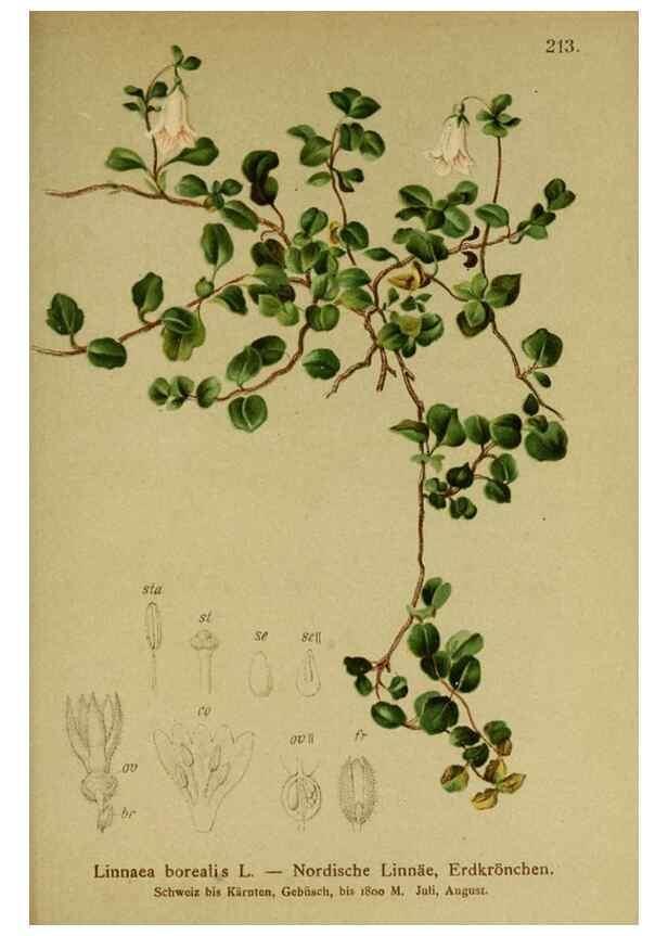 Reproducción/Reproduction 10055651155: Atlas der Alpenflora /. Wien :Eigenthum und Verlag des Deutschen und Oesterr. Alpenvereins,1882.