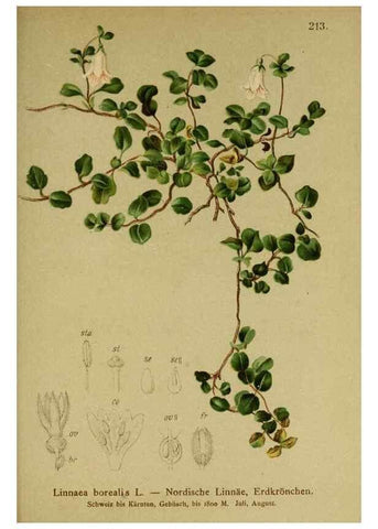 Reproducción/Reproduction 10055651155: Atlas der Alpenflora /. Wien :Eigenthum und Verlag des Deutschen und Oesterr. Alpenvereins,1882.