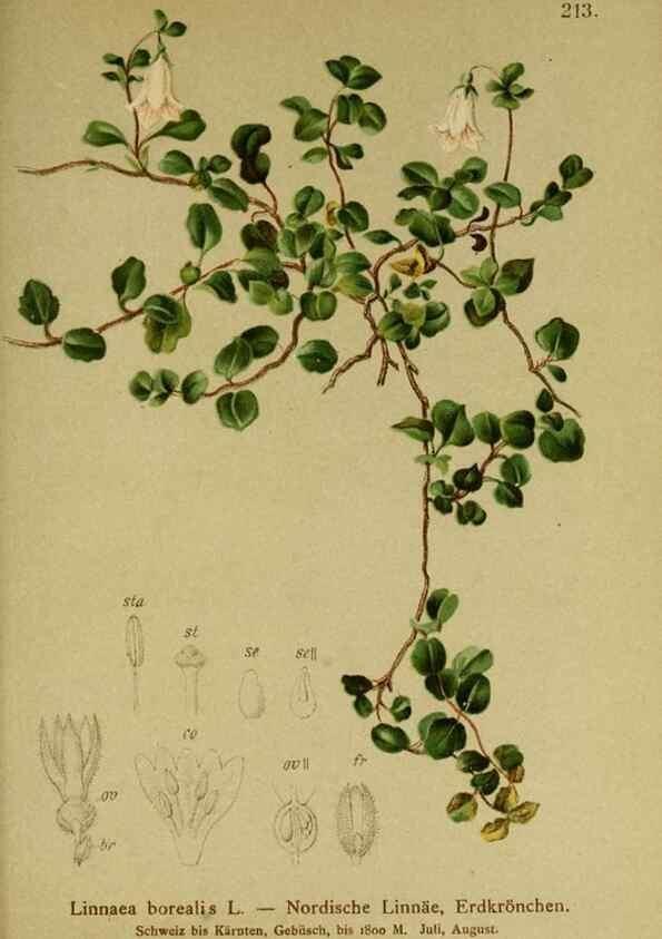 Reproducción/Reproduction 10055651155: Atlas der Alpenflora /. Wien :Eigenthum und Verlag des Deutschen und Oesterr. Alpenvereins,1882.