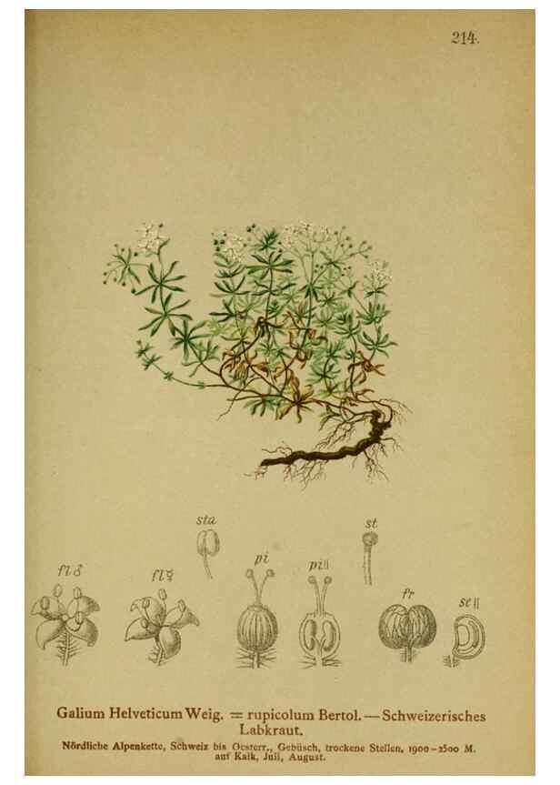 Reproducción/Reproduction 10055627124: Atlas der Alpenflora /. Wien :Eigenthum und Verlag des Deutschen und Oesterr. Alpenvereins,1882.