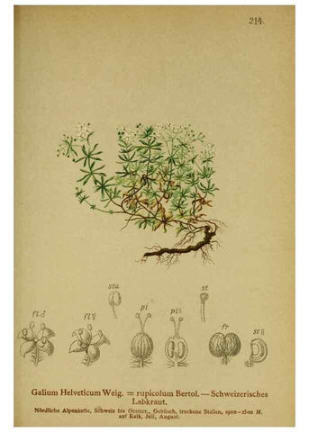 Reproducción/Reproduction 10055627124: Atlas der Alpenflora /. Wien :Eigenthum und Verlag des Deutschen und Oesterr. Alpenvereins,1882.