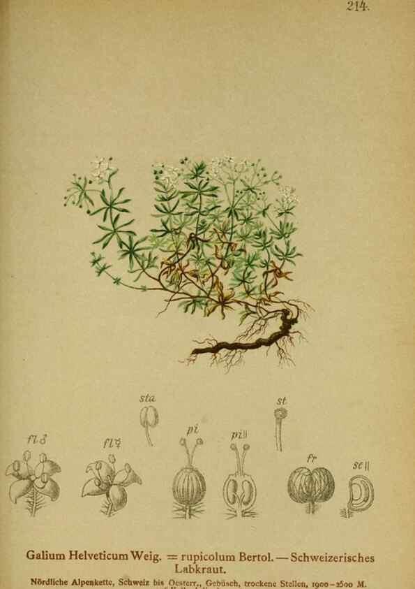 Reproducción/Reproduction 10055627124: Atlas der Alpenflora /. Wien :Eigenthum und Verlag des Deutschen und Oesterr. Alpenvereins,1882.