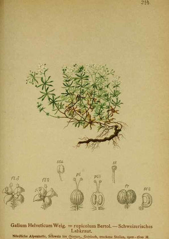 Reproducción/Reproduction 10055627124: Atlas der Alpenflora /. Wien :Eigenthum und Verlag des Deutschen und Oesterr. Alpenvereins,1882.