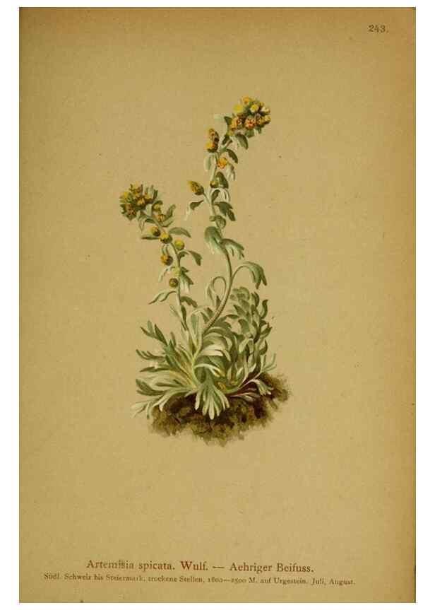 Reproducción/Reproduction 10055734515: Atlas der Alpenflora /. Wien :Eigenthum und Verlag des Deutschen und Oesterr. Alpenvereins,1882.