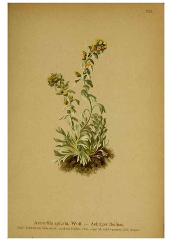 Reproducción/Reproduction 10055734515: Atlas der Alpenflora /. Wien :Eigenthum und Verlag des Deutschen und Oesterr. Alpenvereins,1882.
