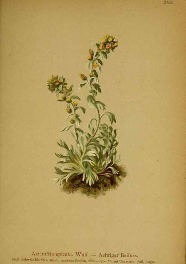 Reproducción/Reproduction 10055734515: Atlas der Alpenflora /. Wien :Eigenthum und Verlag des Deutschen und Oesterr. Alpenvereins,1882.
