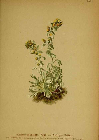 Reproducción/Reproduction 10055734515: Atlas der Alpenflora /. Wien :Eigenthum und Verlag des Deutschen und Oesterr. Alpenvereins,1882.