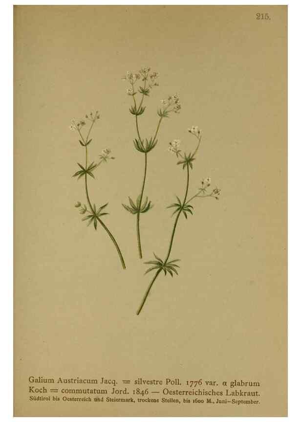 Reproducción/Reproduction 10055656625: Atlas der Alpenflora /. Wien :Eigenthum und Verlag des Deutschen und Oesterr. Alpenvereins,1882.