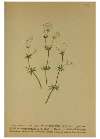 Reproducción/Reproduction 10055656625: Atlas der Alpenflora /. Wien :Eigenthum und Verlag des Deutschen und Oesterr. Alpenvereins,1882.