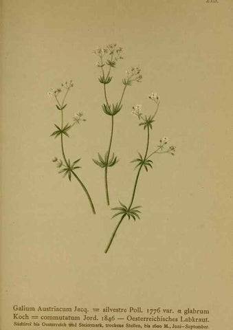 Reproducción/Reproduction 10055656625: Atlas der Alpenflora /. Wien :Eigenthum und Verlag des Deutschen und Oesterr. Alpenvereins,1882.