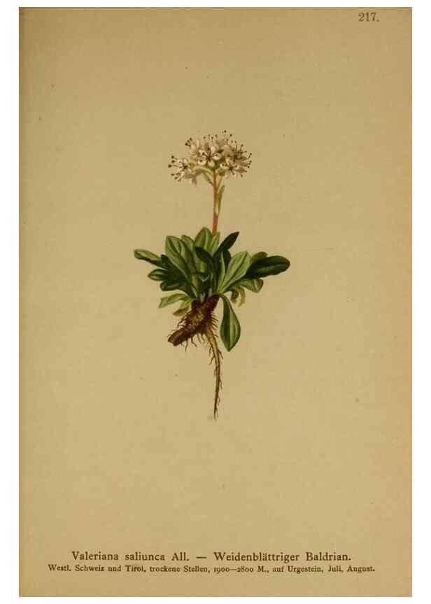 Reproducción/Reproduction 10055635264: Atlas der Alpenflora /. Wien :Eigenthum und Verlag des Deutschen und Oesterr. Alpenvereins,1882.