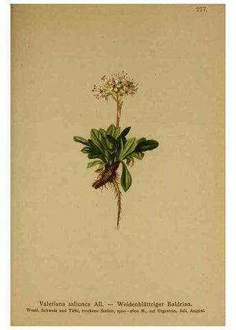 Reproducción/Reproduction 10055635264: Atlas der Alpenflora /. Wien :Eigenthum und Verlag des Deutschen und Oesterr. Alpenvereins,1882.
