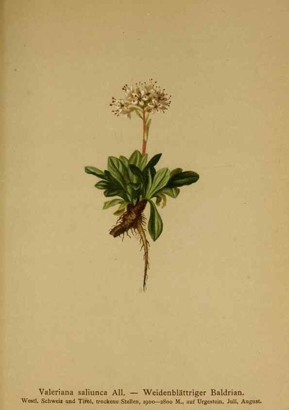 Reproducción/Reproduction 10055635264: Atlas der Alpenflora /. Wien :Eigenthum und Verlag des Deutschen und Oesterr. Alpenvereins,1882.