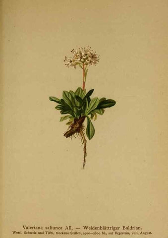Reproducción/Reproduction 10055635264: Atlas der Alpenflora /. Wien :Eigenthum und Verlag des Deutschen und Oesterr. Alpenvereins,1882.