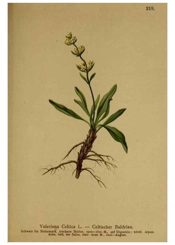 Reproducción/Reproduction 10055664615: Atlas der Alpenflora /. Wien :Eigenthum und Verlag des Deutschen und Oesterr. Alpenvereins,1882.