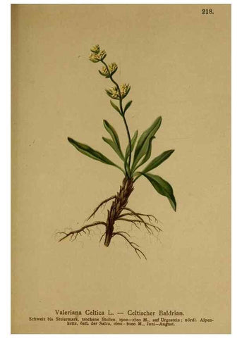 Reproducción/Reproduction 10055664615: Atlas der Alpenflora /. Wien :Eigenthum und Verlag des Deutschen und Oesterr. Alpenvereins,1882.