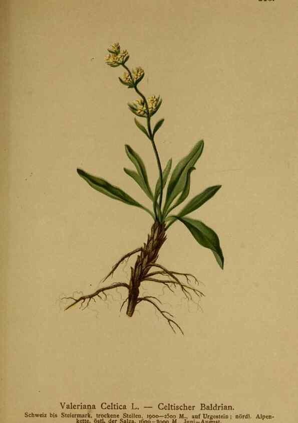 Reproducción/Reproduction 10055664615: Atlas der Alpenflora /. Wien :Eigenthum und Verlag des Deutschen und Oesterr. Alpenvereins,1882.
