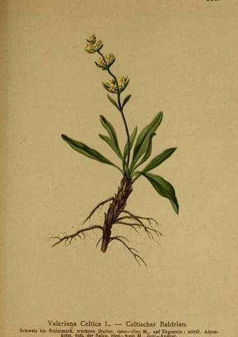 Reproducción/Reproduction 10055664615: Atlas der Alpenflora /. Wien :Eigenthum und Verlag des Deutschen und Oesterr. Alpenvereins,1882.