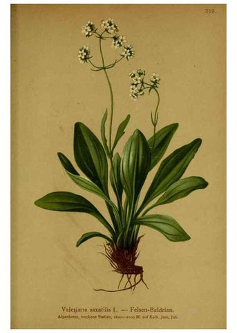 Reproducción/Reproduction 10055711886: Atlas der Alpenflora /. Wien :Eigenthum und Verlag des Deutschen und Oesterr. Alpenvereins,1882.
