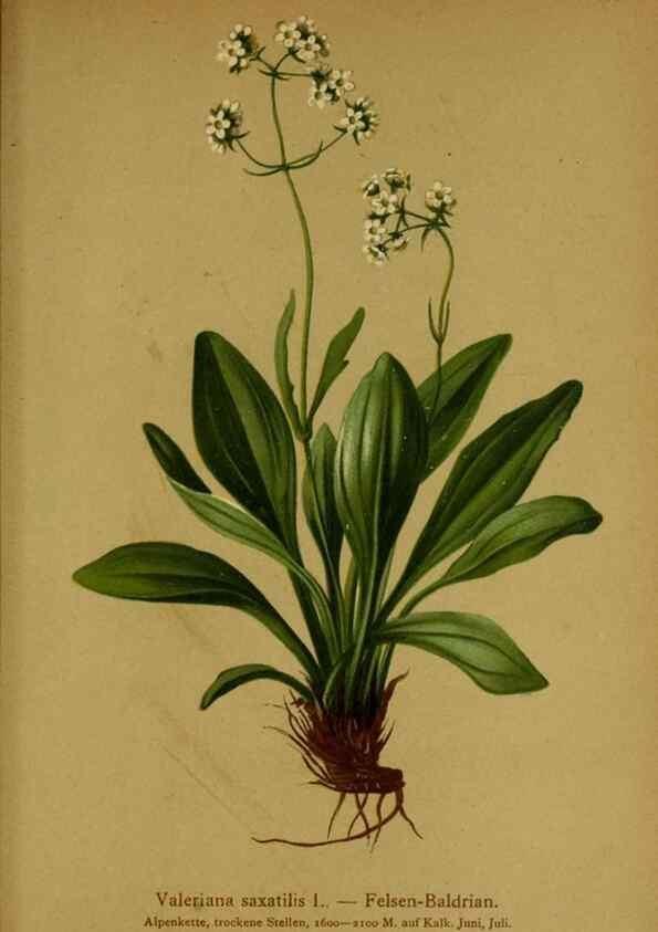 Reproducción/Reproduction 10055711886: Atlas der Alpenflora /. Wien :Eigenthum und Verlag des Deutschen und Oesterr. Alpenvereins,1882.