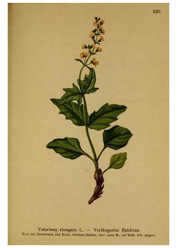 Reproducción/Reproduction 10055669895: Atlas der Alpenflora /. Wien :Eigenthum und Verlag des Deutschen und Oesterr. Alpenvereins,1882.