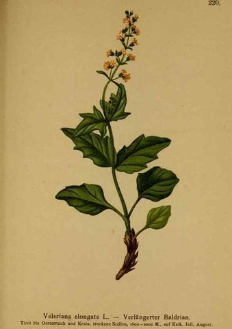 Reproducción/Reproduction 10055669895: Atlas der Alpenflora /. Wien :Eigenthum und Verlag des Deutschen und Oesterr. Alpenvereins,1882.