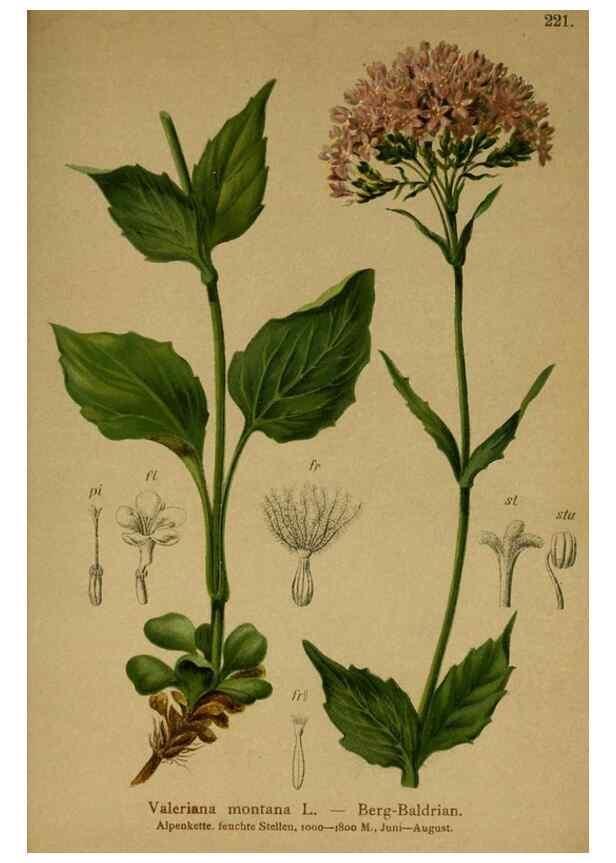 Reproducción/Reproduction 10055779173: Atlas der Alpenflora /. Wien :Eigenthum und Verlag des Deutschen und Oesterr. Alpenvereins,1882.