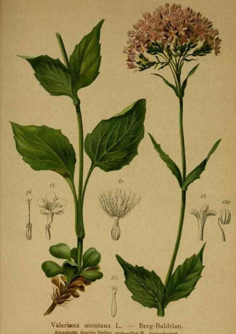 Reproducción/Reproduction 10055779173: Atlas der Alpenflora /. Wien :Eigenthum und Verlag des Deutschen und Oesterr. Alpenvereins,1882.