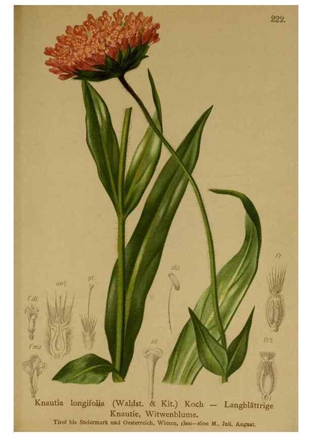 Reproducción/Reproduction 10055782713: Atlas der Alpenflora /. Wien :Eigenthum und Verlag des Deutschen und Oesterr. Alpenvereins,1882.