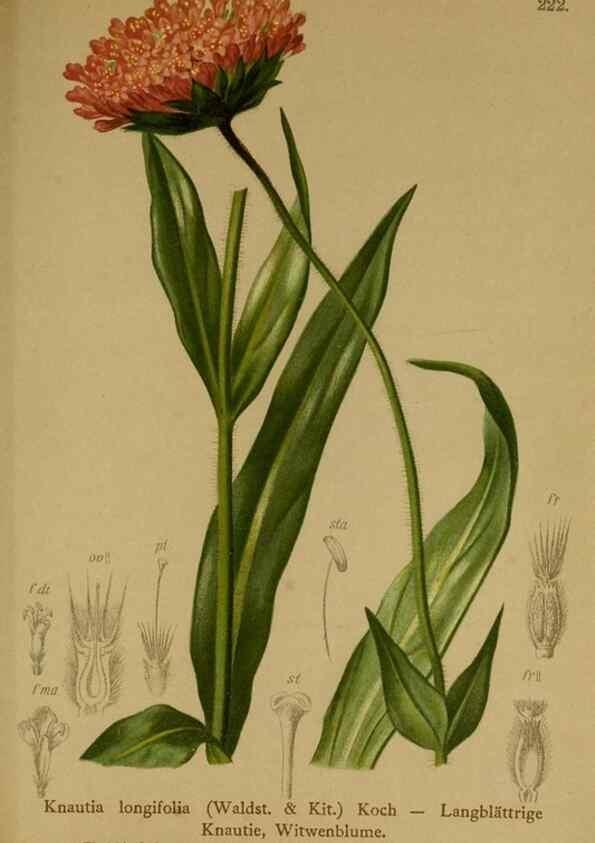 Reproducción/Reproduction 10055782713: Atlas der Alpenflora /. Wien :Eigenthum und Verlag des Deutschen und Oesterr. Alpenvereins,1882.