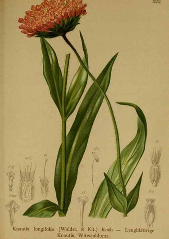Reproducción/Reproduction 10055782713: Atlas der Alpenflora /. Wien :Eigenthum und Verlag des Deutschen und Oesterr. Alpenvereins,1882.