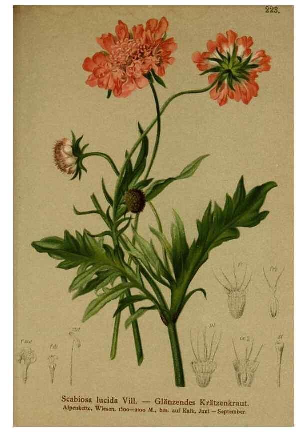 Reproducción/Reproduction 10055680625: Atlas der Alpenflora /. Wien :Eigenthum und Verlag des Deutschen und Oesterr. Alpenvereins,1882.