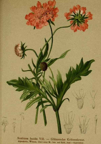 Reproducción/Reproduction 10055680625: Atlas der Alpenflora /. Wien :Eigenthum und Verlag des Deutschen und Oesterr. Alpenvereins,1882.