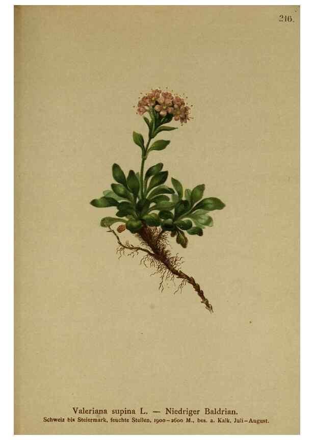 Reproducción/Reproduction 10055704276: Atlas der Alpenflora /. Wien :Eigenthum und Verlag des Deutschen und Oesterr. Alpenvereins,1882.
