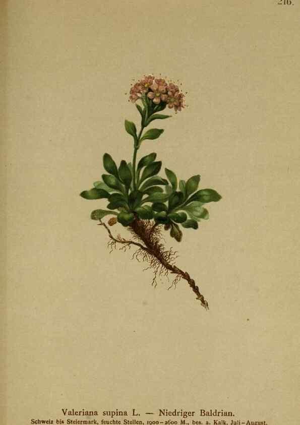 Reproducción/Reproduction 10055704276: Atlas der Alpenflora /. Wien :Eigenthum und Verlag des Deutschen und Oesterr. Alpenvereins,1882.