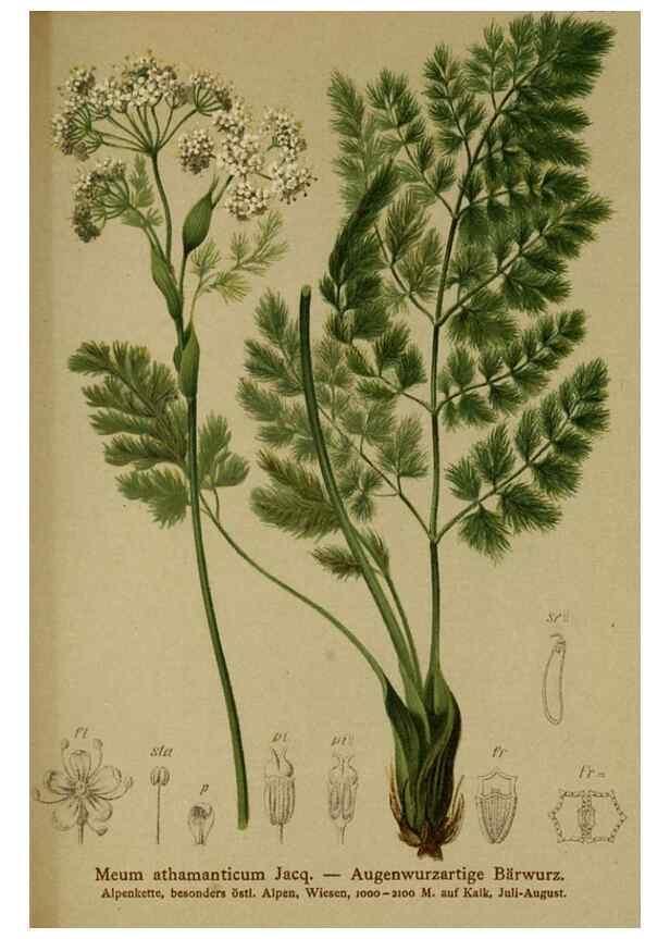 Reproducción/Reproduction 10055736163: Atlas der Alpenflora /. Wien :Eigenthum und Verlag des Deutschen und Oesterr. Alpenvereins,1882.