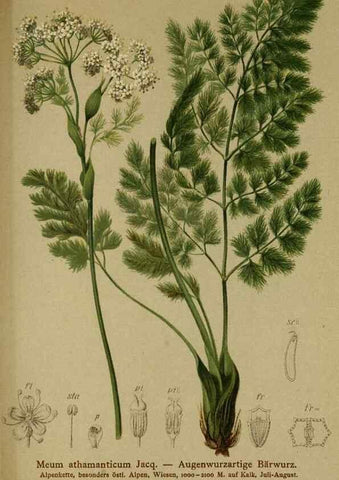 Reproducción/Reproduction 10055736163: Atlas der Alpenflora /. Wien :Eigenthum und Verlag des Deutschen und Oesterr. Alpenvereins,1882.