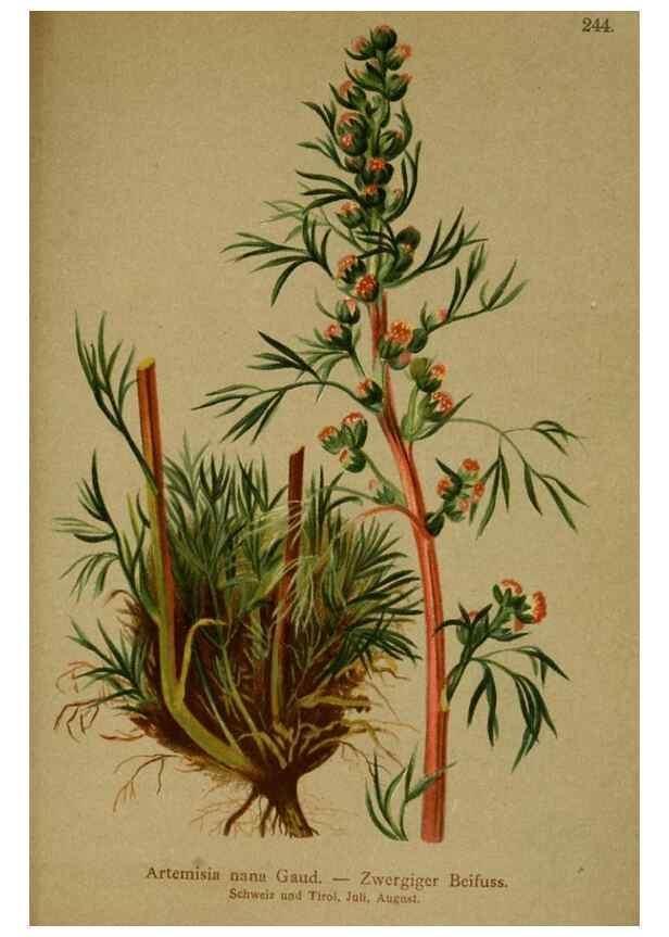 Reproducción/Reproduction 10055842193: Atlas der Alpenflora /. Wien :Eigenthum und Verlag des Deutschen und Oesterr. Alpenvereins,1882.