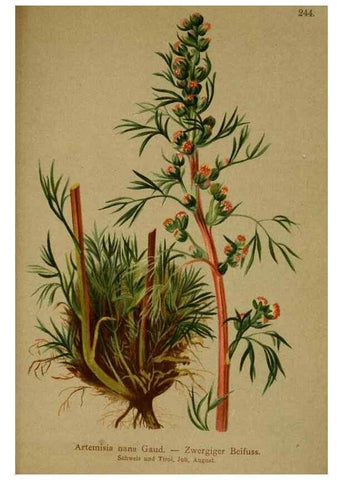 Reproducción/Reproduction 10055842193: Atlas der Alpenflora /. Wien :Eigenthum und Verlag des Deutschen und Oesterr. Alpenvereins,1882.