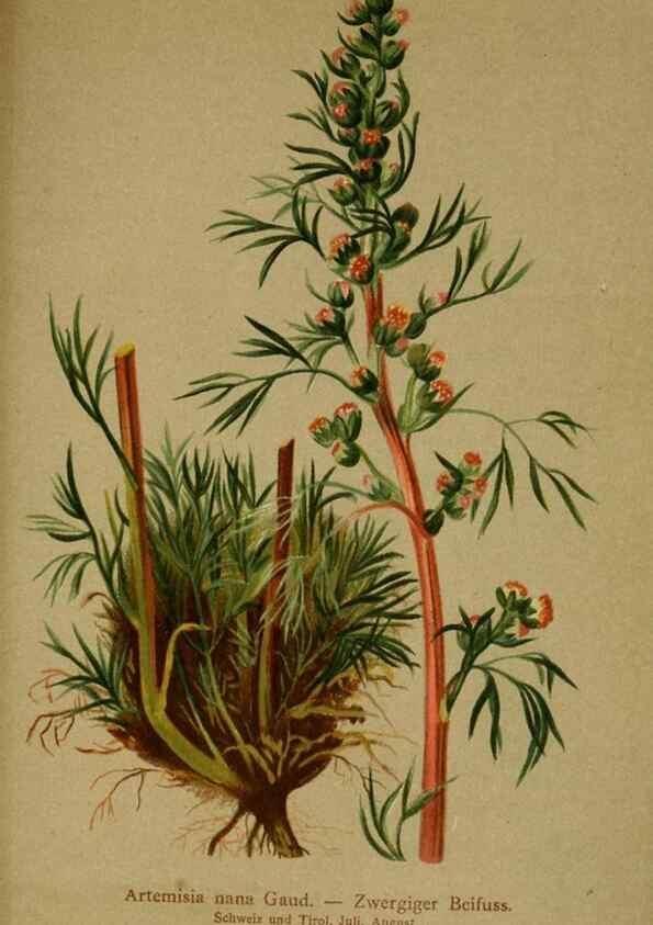 Reproducción/Reproduction 10055842193: Atlas der Alpenflora /. Wien :Eigenthum und Verlag des Deutschen und Oesterr. Alpenvereins,1882.
