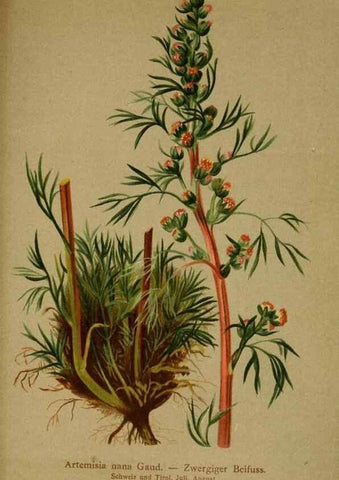 Reproducción/Reproduction 10055842193: Atlas der Alpenflora /. Wien :Eigenthum und Verlag des Deutschen und Oesterr. Alpenvereins,1882.