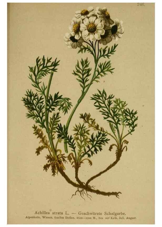 Reproducción/Reproduction 10055742165: Atlas der Alpenflora /. Wien :Eigenthum und Verlag des Deutschen und Oesterr. Alpenvereins,1882.