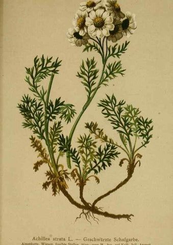 Reproducción/Reproduction 10055742165: Atlas der Alpenflora /. Wien :Eigenthum und Verlag des Deutschen und Oesterr. Alpenvereins,1882.