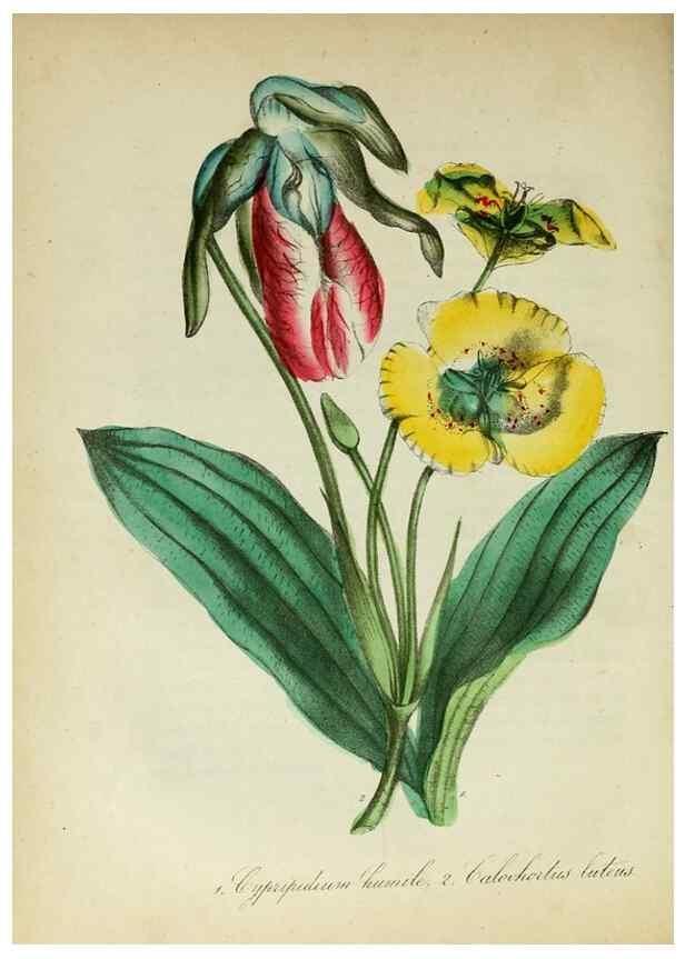 Reproducción/Reproduction 10172240515: The American flora :. New York :Hull & Spencer,1855.