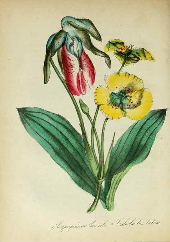 Reproducción/Reproduction 10172240515: The American flora :. New York :Hull & Spencer,1855.