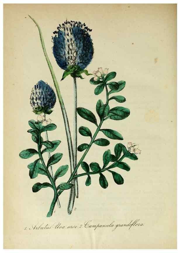 Reproducción/Reproduction 10172376483: The American flora :. New York :Hull & Spencer,1855.